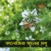 Blackseed Flower Honey(কালোজিরা ফুলের মধু)